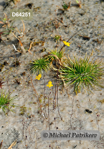 Zigzag Bladderwort (Utricularia subulata)